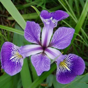 jezerca filter biljke ribe Iris versicolor 3